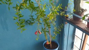 Гранат из косточки плодоносит