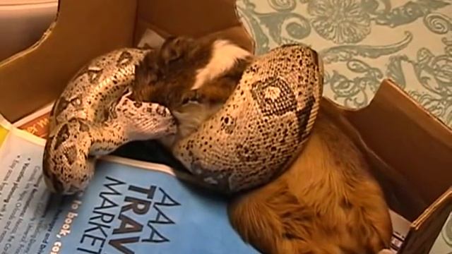 Guinea pig eaten смотреть онлайн