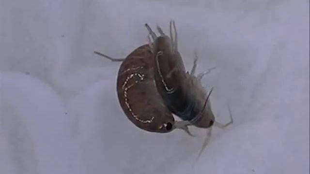 Copulation of Talitridae(Amphipoda) смотреть онлайн