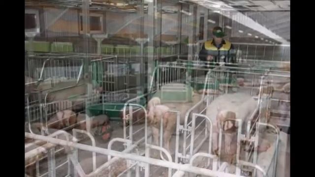 Строительство свинарников 8 800 100 2943 (Бесплатный звонок!) смотреть онлайн
