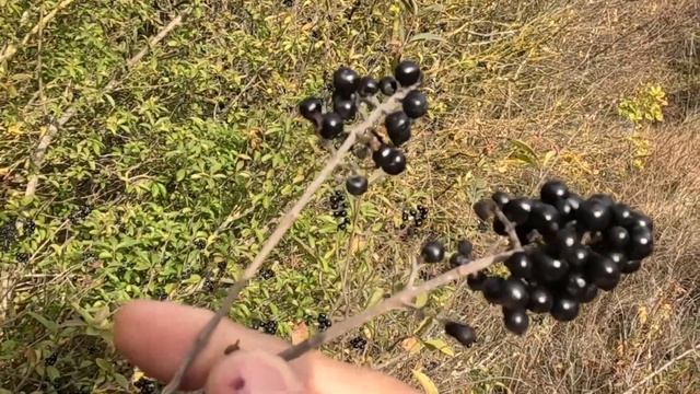 11.11.Анапа. По грибы. смотреть онлайн