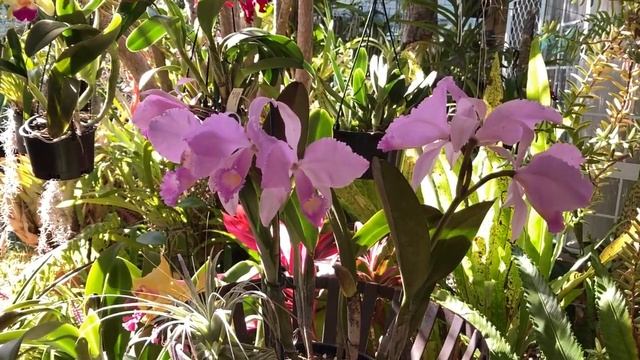 C. percivaliana. Каттлея Персивалиана. Уход за Природными Каттлеями.Солнечный Конг. Rlc. Young Kong смотреть онлайн