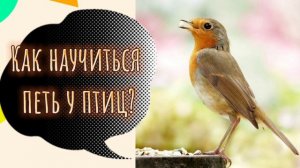 Как научиться петь у птиц.Птица-образец вокализации.