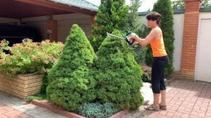 СТРИЖКА КАНАДСКОЙ ЕЛИ. Ель Коника, Сандерс Блю, Дейзи Уайт.