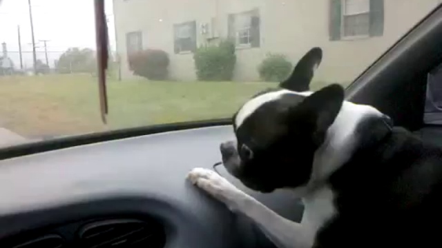 Пес атакует стеклоочистители смотреть онлайн