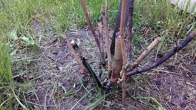 Почему я перевожу привитые розы на корнесобственые! Правильная посадка роз. смотреть онлайн