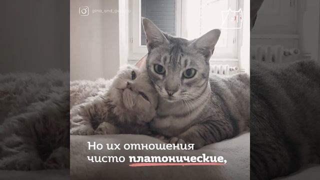 Кучерявые котики - коты-барашки смотреть онлайн