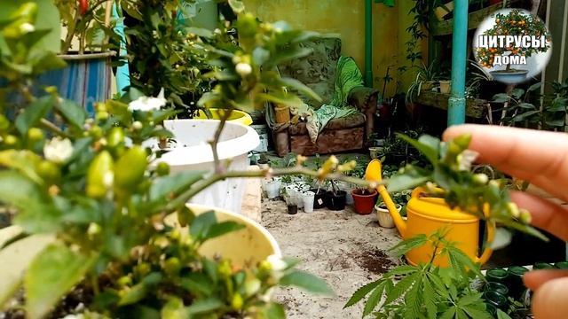 Как опылять Домашний перец что бы завязались плоды смотреть онлайн