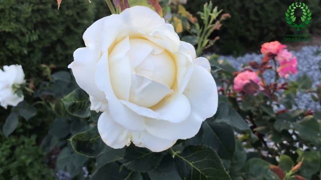 Шикарные белые розы. Обзор и сравнение. смотреть онлайн