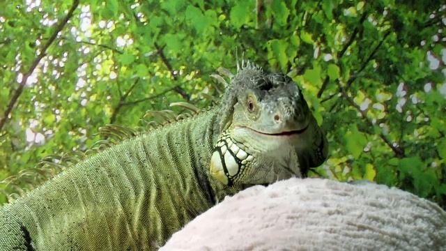 Squeak - green iguana смотреть онлайн