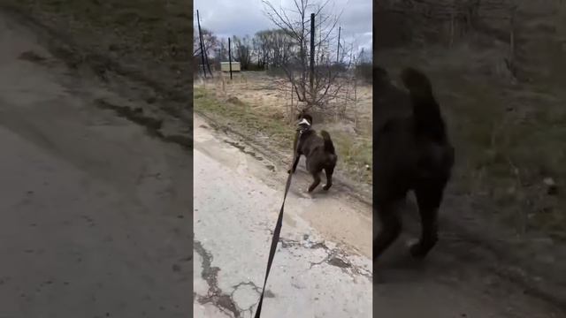 Прогулки с любимым питомцем это… бесценно! Алабай. смотреть онлайн