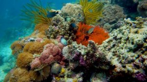 Aquarium 4K VIDEO (ULTRA HD) - Beautiful Coral Reef Fish - Sleep Relaxing Meditation Music