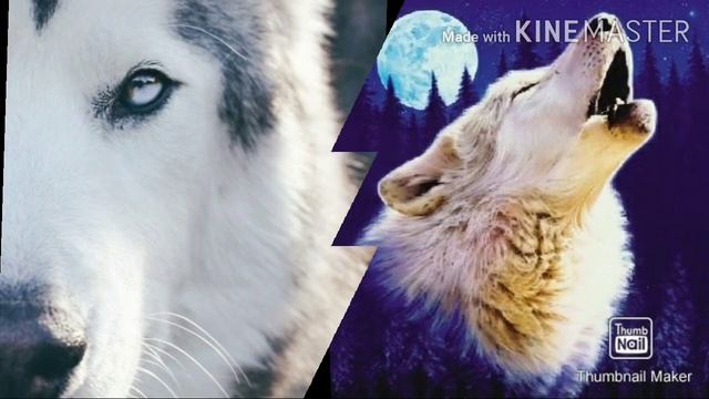 Крутые фото волков. Принимаю заказики кого сделать! смотреть онлайн