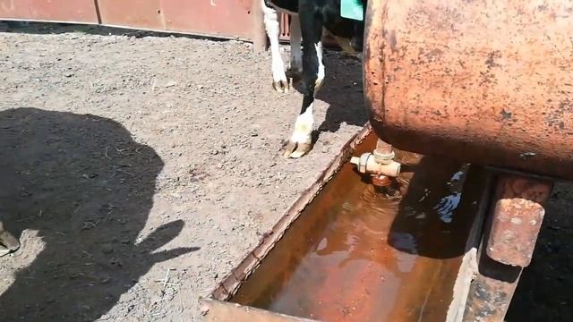 Автопоилка своими руками смотреть онлайн