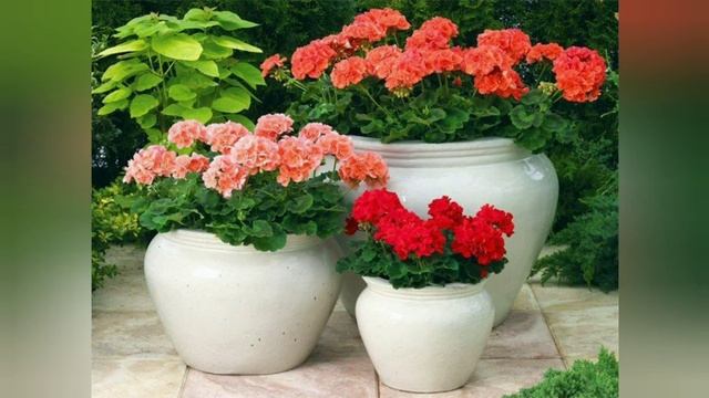 Окуривание полынью смотреть онлайн