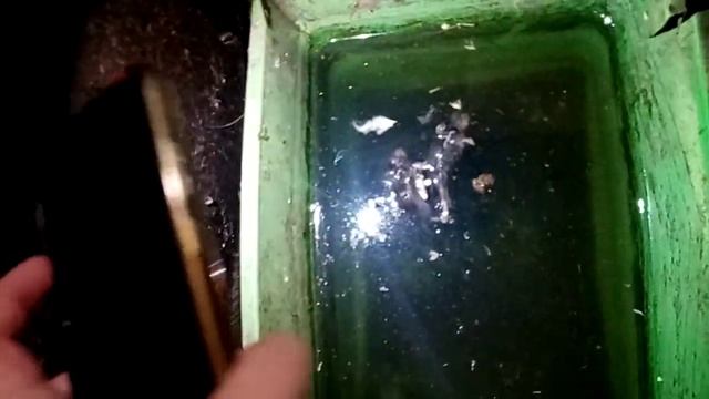 там мышь сарая курятники мыши сдохла в воде смотреть онлайн