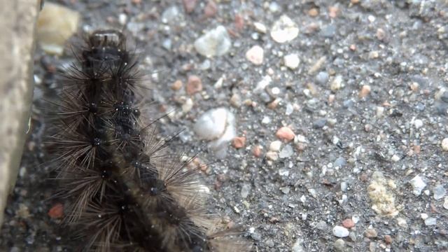 макро съёмка видео OLYMPUS SZ-30MR (гусеница).MP4 смотреть онлайн