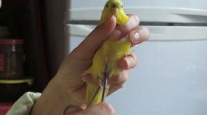 Как обрезать ногти попугаю - ч2 Ника