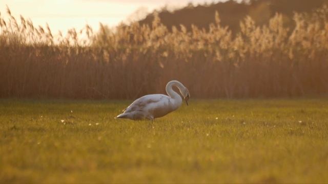 Лебедь 4k Природа Приятные звуки 4K Video Ultra HD Dbltj 4k Видео смотреть онлайн