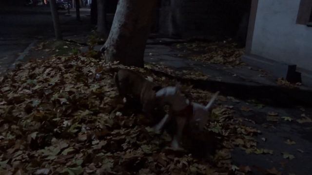 Снапик дурачиться с Тигриком 🍂🍁 #снап #бультерьер #щенок смотреть онлайн