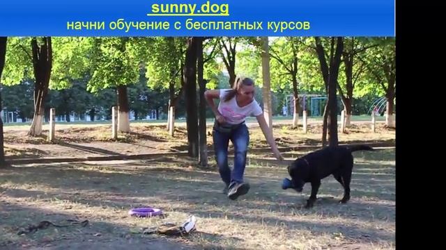 Как правильно играть с лабрадором? Начало дрессировки смотреть онлайн