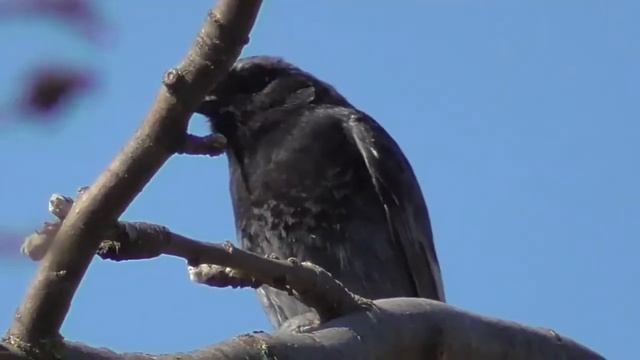 Горихвостка-чернушка. Black Redstart смотреть онлайн