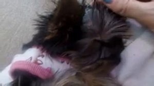 Как я ухаживаю за щенком йорка