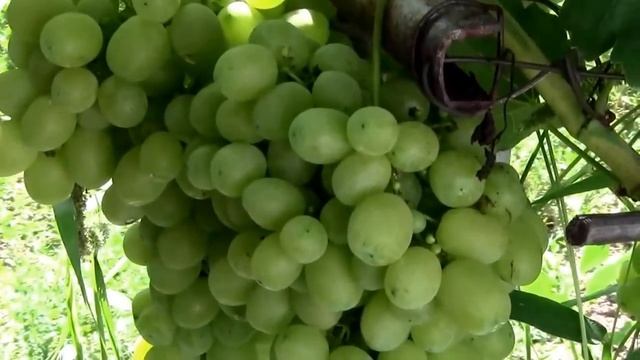 @Виноград Ландыш и Лора/Флора, сравнение смотреть онлайн