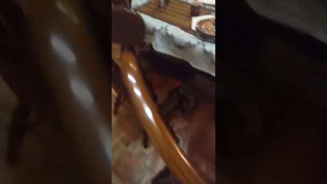 Што делает моя собака в свободное время!!!🐶 смотреть онлайн