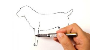 Как нарисовать собаку Алабая