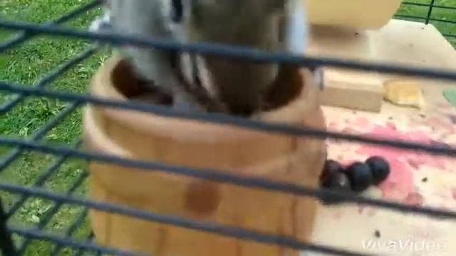 Мой отдых на даче\ чему я научился?) Домашний бурундук смотреть онлайн