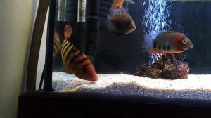 Цихлазома феста#цихлиды#jbl