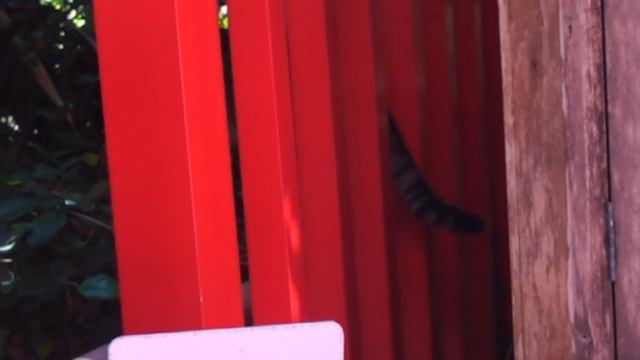 [오키나와] 지도 못 보는 사람의 뚜벅이 나하 시내 탐방 🫧 달마사 서래원 ☘️ 오키나와 빈티지 🌺 블라썸 호텔 смотреть онлайн