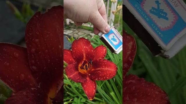 Лилейник Чикаго Апачи. смотреть онлайн