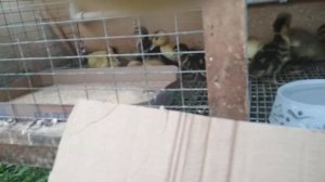 ЛУЧШАЯ ПОРОДА УТОК НА МЯСО