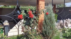 Плетистая роза "Флорентина" | Обзор