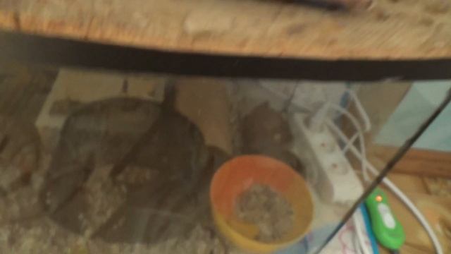 Сколько едят мыши? Сколько нужно давать корма? смотреть онлайн