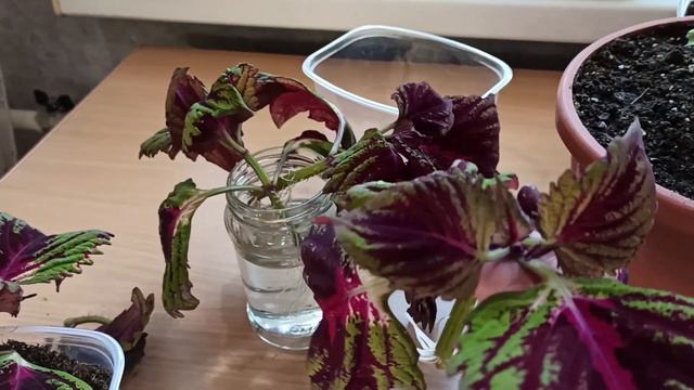 СУПЕР РЕЗУЛЬТАТ/ЧЕРЕНКОВАНИЕ КОЛЕУСА/ 21г #210   9 апреля