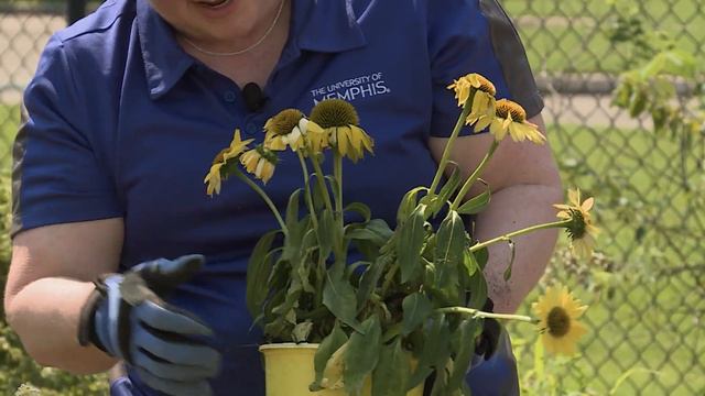 Cleaning-Out and Planting Flowers in the Butterfly Garden – Family Plot смотреть онлайн