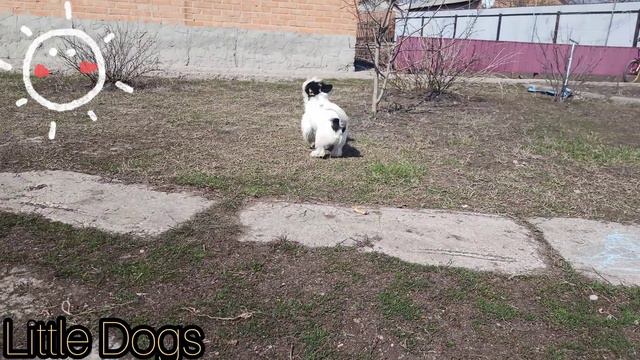 Зефирчик мило играет !!! смотреть онлайн