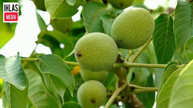 Жаңгак чийки боюнча да ден соолукка пайдалуубу? смотреть онлайн