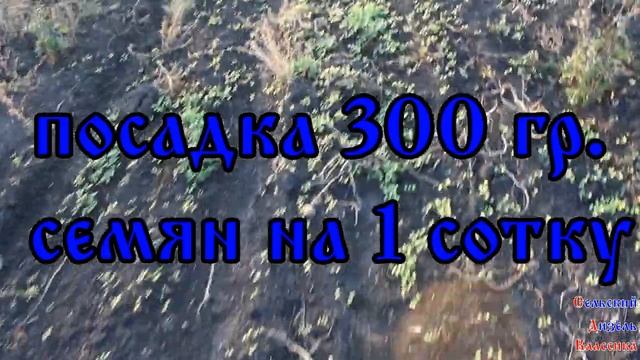 Горчица - зеленое удобрение ВЗОШЛА!!! (2019)/Mustard-green fertilizer смотреть онлайн