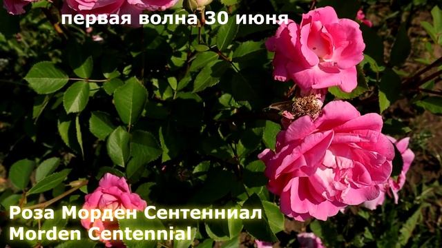 ТОП 3 - самых покупаемых канадских роз. Перезимуют в любом регионе, даже без укрытия. смотреть онлайн