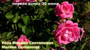ТОП 3 - самых покупаемых канадских роз. Перезимуют в любом регионе, даже без укрытия.