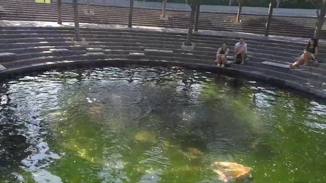 26.06.2023 Краснодар. Парк Галицкого. Цветущая магнолия и японские карпы смотреть онлайн