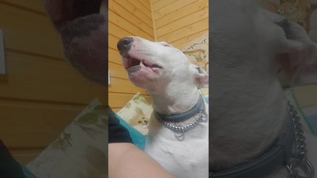 Бультерьер Этуаль говорит мама питомник Кастропуло Крым смотреть онлайн