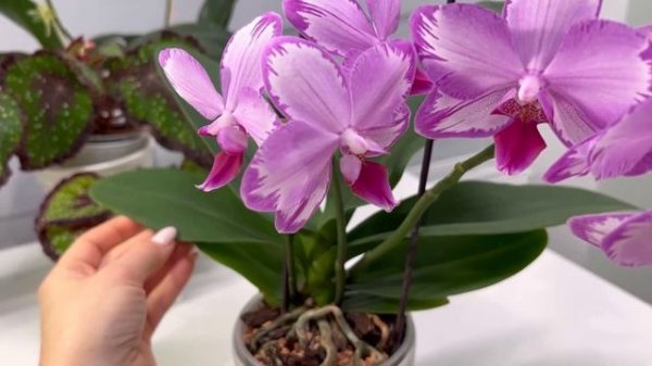 Пышное цветение Phal. Toshi