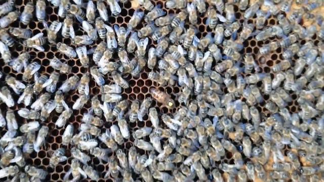 карника F1 в Сибири через месяц после подсадки в отводок смотреть онлайн