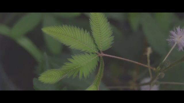 Putri Malu (Mimosa pudica) || Cinematic || Vlog смотреть онлайн