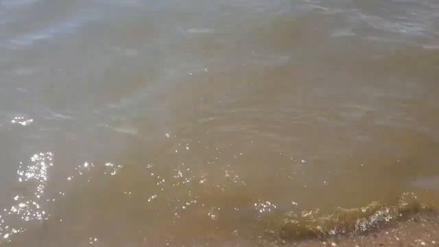 Мор рыбы на побережье Азовского моря смотреть онлайн